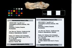 Foto (Objekt + Etikett) von Cracensigillatus acutirostrus (Moericke, 1889)  (NHMW-GEO-1990-0041-4683)